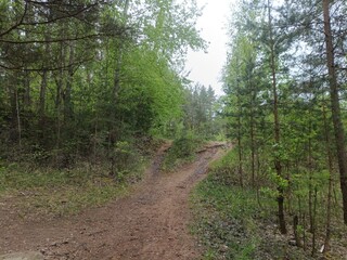 Salduve park during cloudy summer day. Pine and birch tree woodland. Small trees and bushes are growing in forest. Cloudy day. Nature. Salduves parkas.