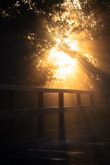 The sun shining through the trees beside a small footbridge on a foggy morning.