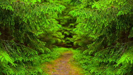 small ground road through the green summer pine forest