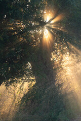 The sun shining through a willow on a foggy morning. © sanderstock