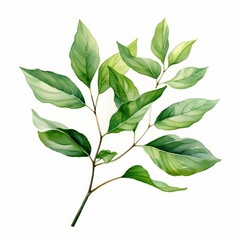 Obraz premium A watercolor of a koelreuteria leaf