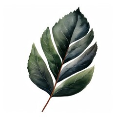 A watercolor of a lignum leaf
