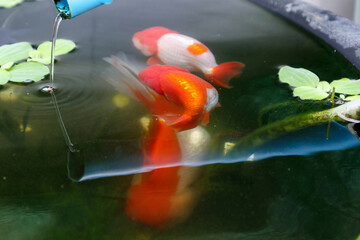 Goldfish in aquarium fish pond close up