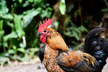 Portrait of a rooster