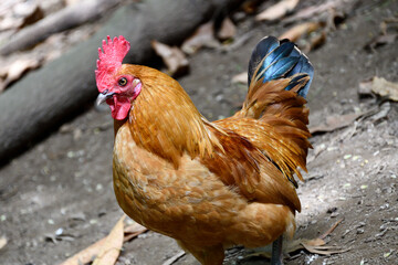 Portrait of a rooster