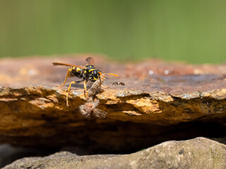 Gallische Feldwespe (Polistes dominulus) erbeutet Nachtfalter