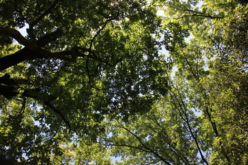 初夏の山　青空ハイキング