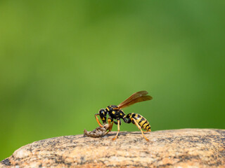 Gallische Feldwespe (Polistes dominulus) erbeutet Nachtfalter