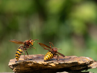 Hornisse (Vespa crabro), alles Königinnen