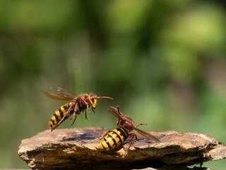 Hornisse (Vespa crabro), alles Königinnen