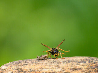 Gallische Feldwespe (Polistes dominulus) erbeutet Nachtfalter