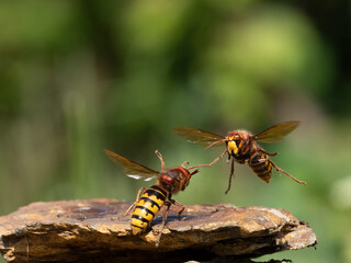 Hornisse (Vespa crabro), alles Königinnen