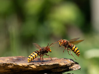 Hornisse (Vespa crabro), alles Königinnen