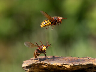 Hornisse (Vespa crabro), alles Königinnen