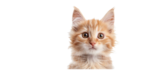 Cute fluffy portrait smile kitty Cat that looking at camera isolated white on background