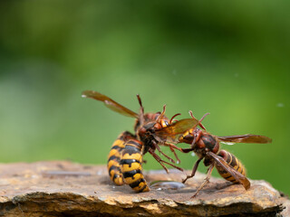 Hornisse (Vespa crabro), alles Königinnen