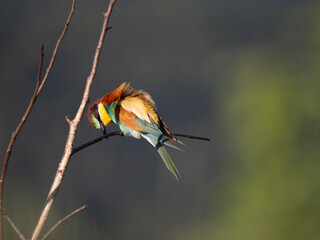 Bienenfresser (Merops apiaster)