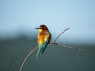 Bienenfresser (Merops apiaster)