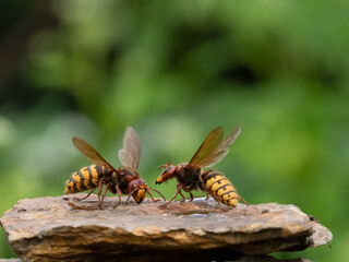 Hornisse (Vespa crabro), alles Königinnen