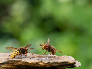 Hornisse (Vespa crabro), alles Königinnen