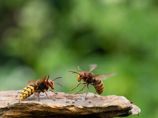 Hornisse (Vespa crabro), alles Königinnen