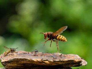 Hornisse (Vespa crabro), alles Königinnen