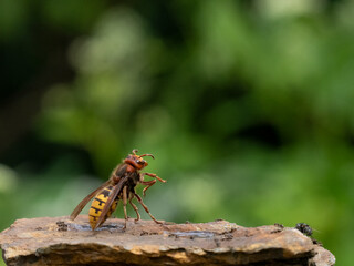 Hornisse (Vespa crabro), alles Königinnen