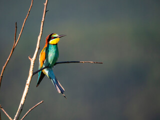Bienenfresser (Merops apiaster)