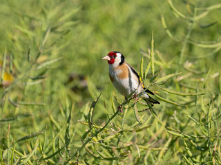 Stieglitz (Carduelis carduelis)  im Rapsfeld