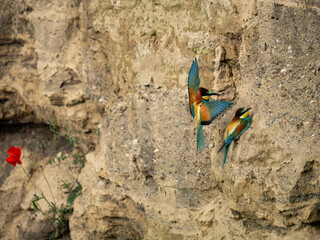 Bienenfresser (Merops apiaster)