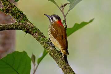 Bar-bellied woodpecker - Veniliornis nigriceps