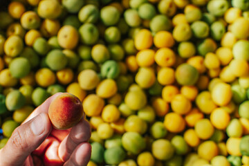 The farmer holds a fresh organic plums (Japanese apricot) with fresh pile plums background. 