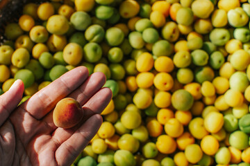 The farmer holds a fresh organic plums (Japanese apricot) with fresh pile plums background. 