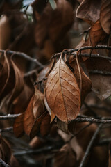 Dried leaves on the branch in autumn. dried leaves background, Autumn fall concept.