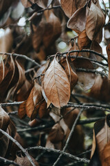 Dried leaves on the branch in autumn. dried leaves background, Autumn fall concept.