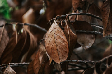 Dried leaves on the branch in autumn. dried leaves background, Autumn fall concept.