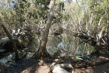 Idyllisches Feuchtgebiet auf Magnetic Island - Australien