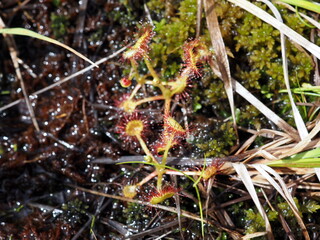 湿原に芽生えたモウセンゴケ