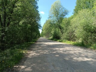 Rekyva forest during sunny summer day. Pine and birch tree woodland. Blueberry bushes are growing in woods. Sunny day with white and gray clouds in sky. Summer season. Nature. Rekyvos miskas.