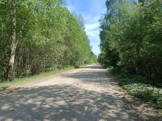 Rekyva forest during sunny summer day. Pine and birch tree woodland. Blueberry bushes are growing in woods. Sunny day with white and gray clouds in sky. Summer season. Nature. Rekyvos miskas.