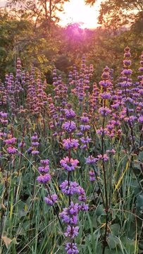 Phlomis tuberosa plant blooming in the woodland with a view to the sunset background. Sage leaf mullein flowering herb