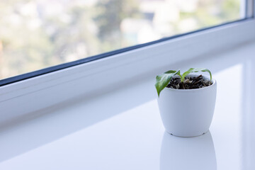 Small sprout of plant in a white flower pot on the windowsill.