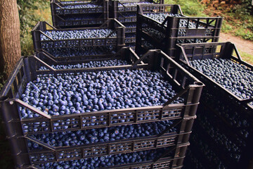 Freshly picked organic blueberries in fruit crates prepared for selling on a market.