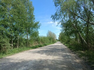 Rekyva forest during sunny summer day. Pine and birch tree woodland. Blueberry bushes are growing in woods. Sunny day with white and gray clouds in sky. Summer season. Nature. Rekyvos miskas.