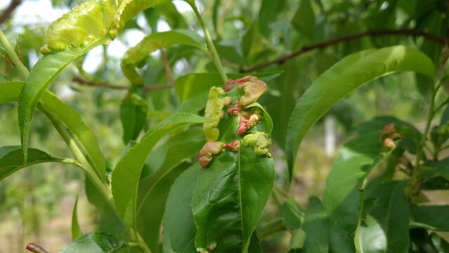 Sick peach tree leaves curl caused by fungi. Agricultural concept, fruit tree diseases. Fungus Taphrina deformans