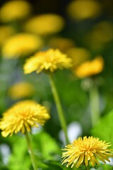 Żółte kwiaty mniszka lekarskiego (Taraxacum officinale) © Lancan