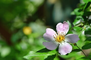 Kwiat dzikiej róży (Rosa canina), światła i cienie © Lancan