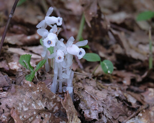 ギンリョウソウ / Monotropastrum humile