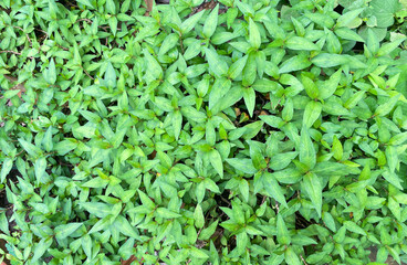 Top view of Vietnamese tree Coriander grown in a pot young shoots and young leaves are used for...