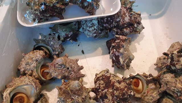 Fresh alive horned turban clam sazae japanese sashimi seafood selling in Hokkaido Hakodate local market